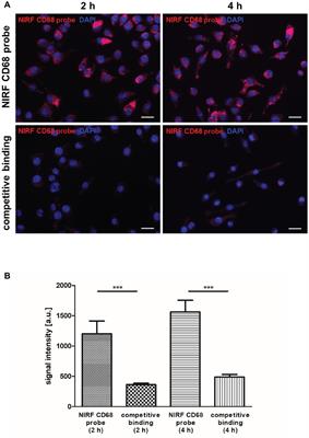 Non-invasive Imaging and Modeling of Liver Regeneration After Partial Hepatectomy